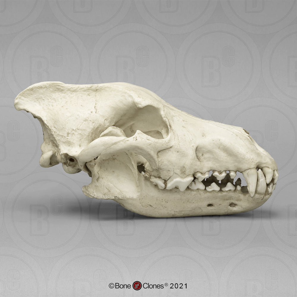 Bone Clones Large Mammal Skulls