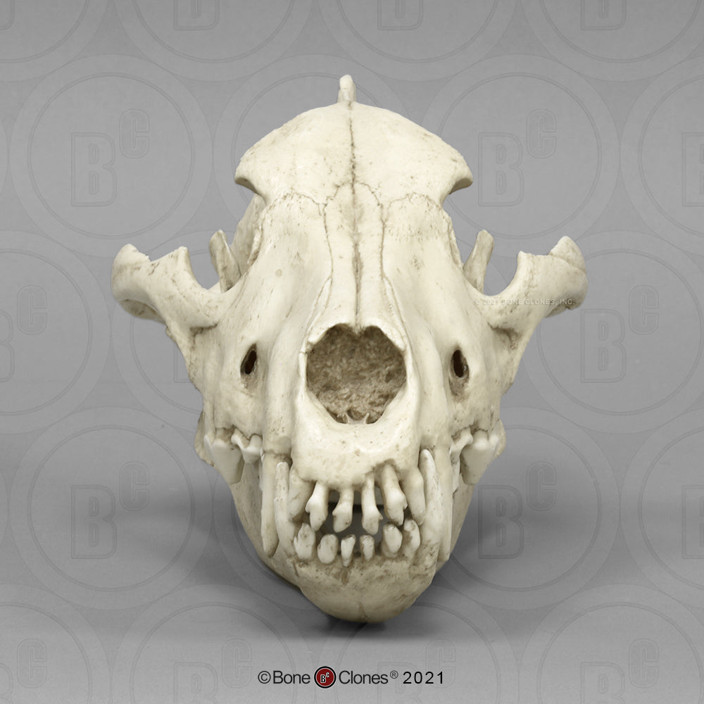 Bone Clones Large Mammal Skulls