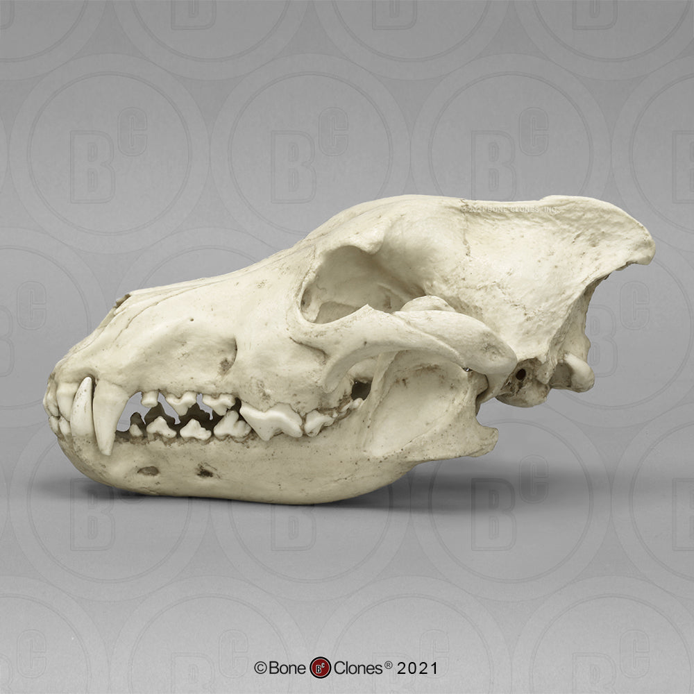 Bone Clones Large Mammal Skulls