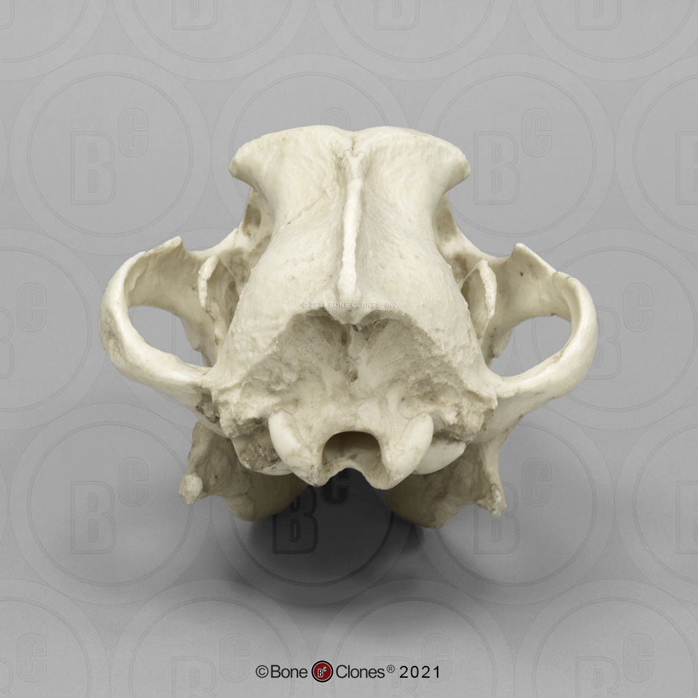 Bone Clones Large Mammal Skulls