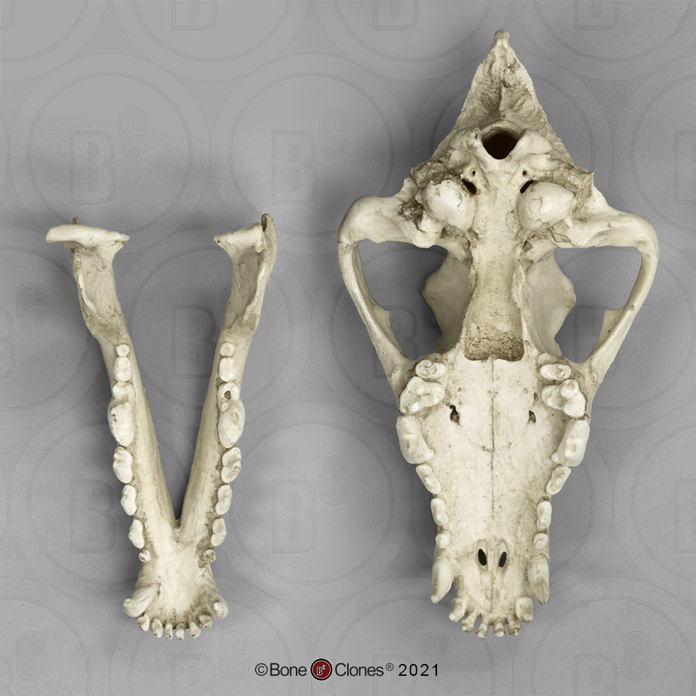 Bone Clones Large Mammal Skulls