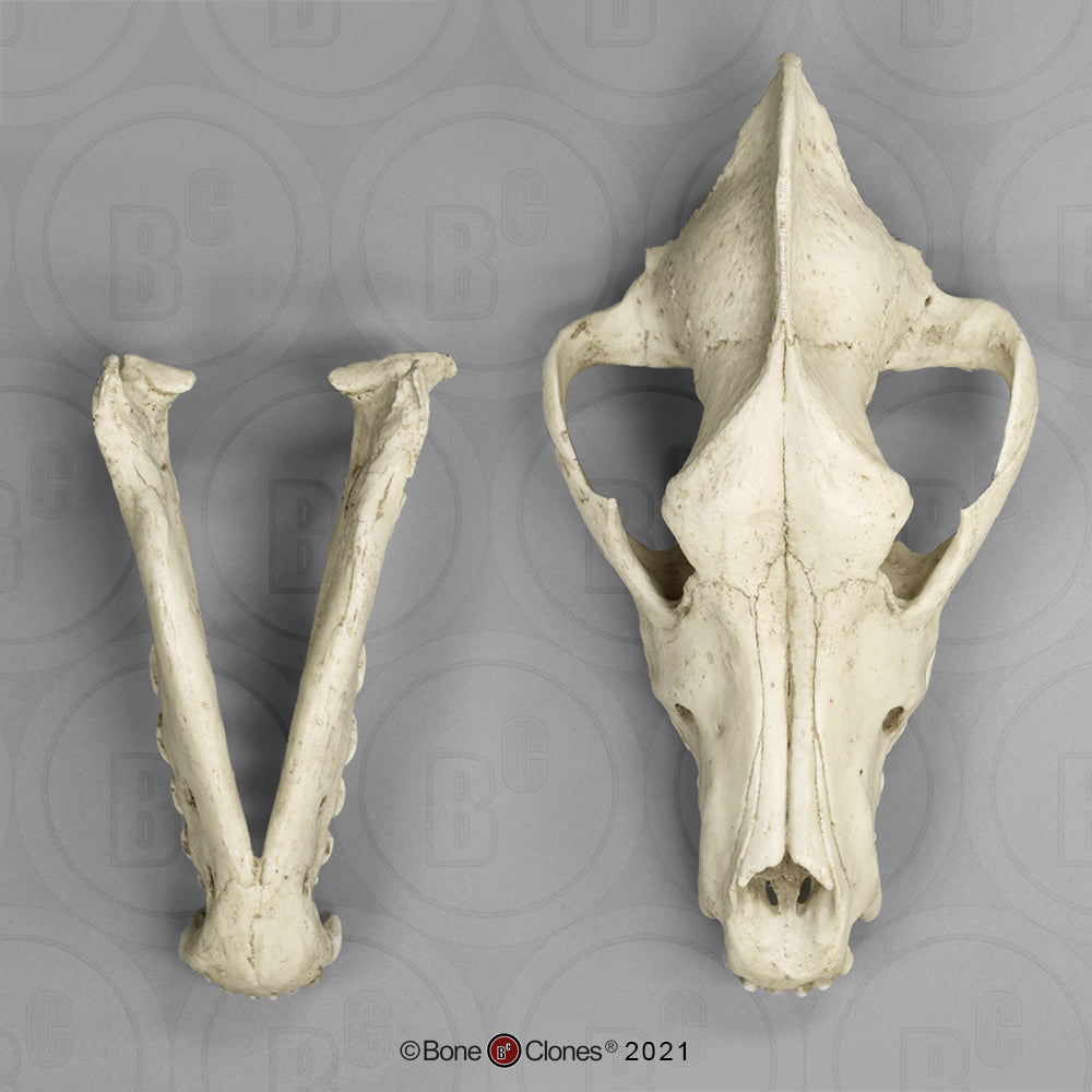 Bone Clones Large Mammal Skulls