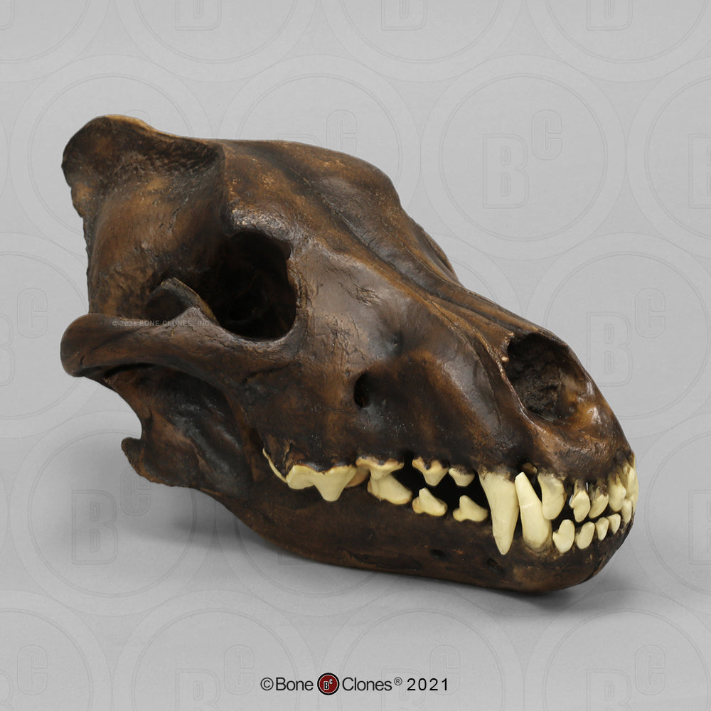 Bone Clones Large Mammal Skulls