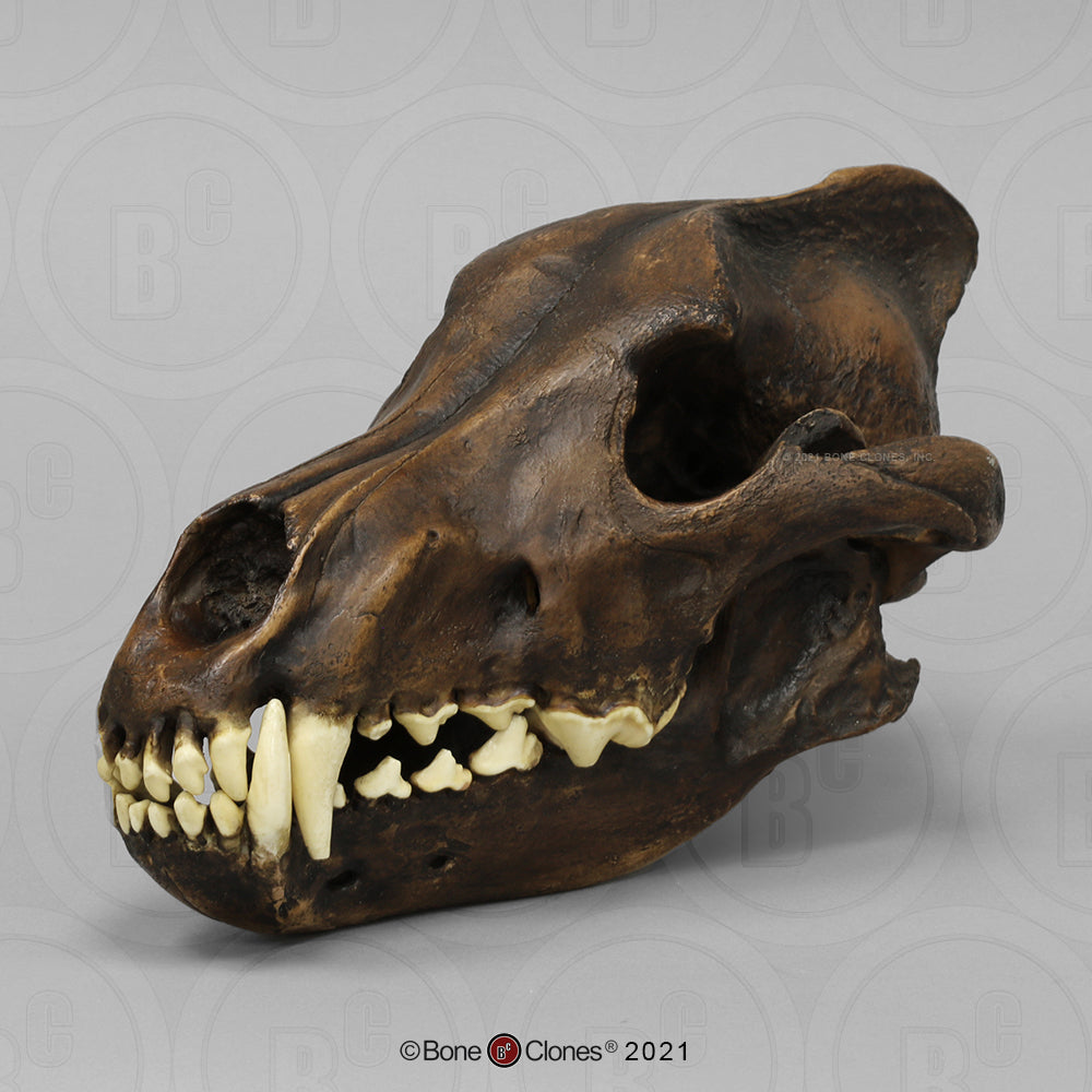Bone Clones Large Mammal Skulls