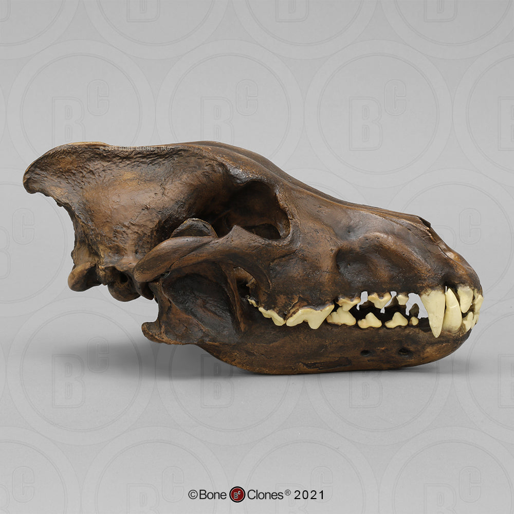 Bone Clones Large Mammal Skulls