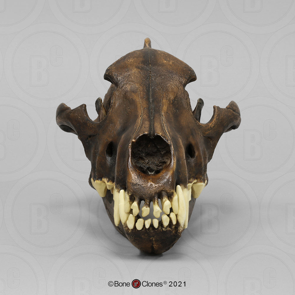 Bone Clones Large Mammal Skulls