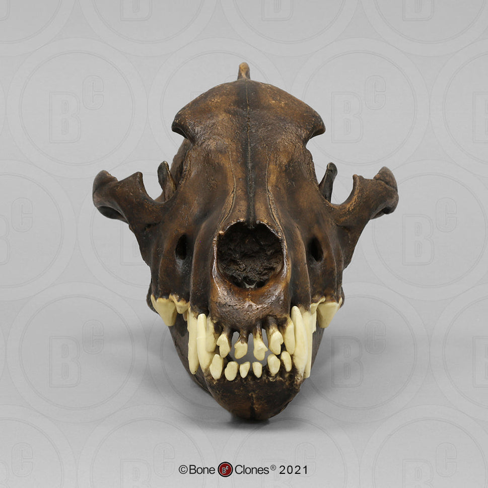 Bone Clones Large Mammal Skulls