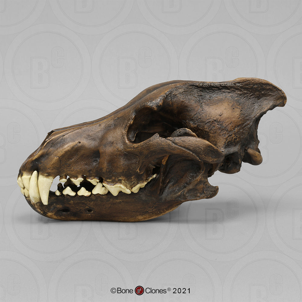 Bone Clones Large Mammal Skulls