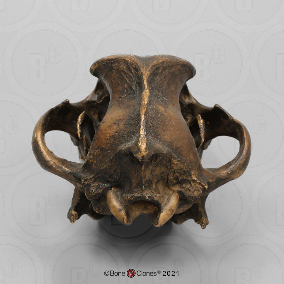 Bone Clones Large Mammal Skulls