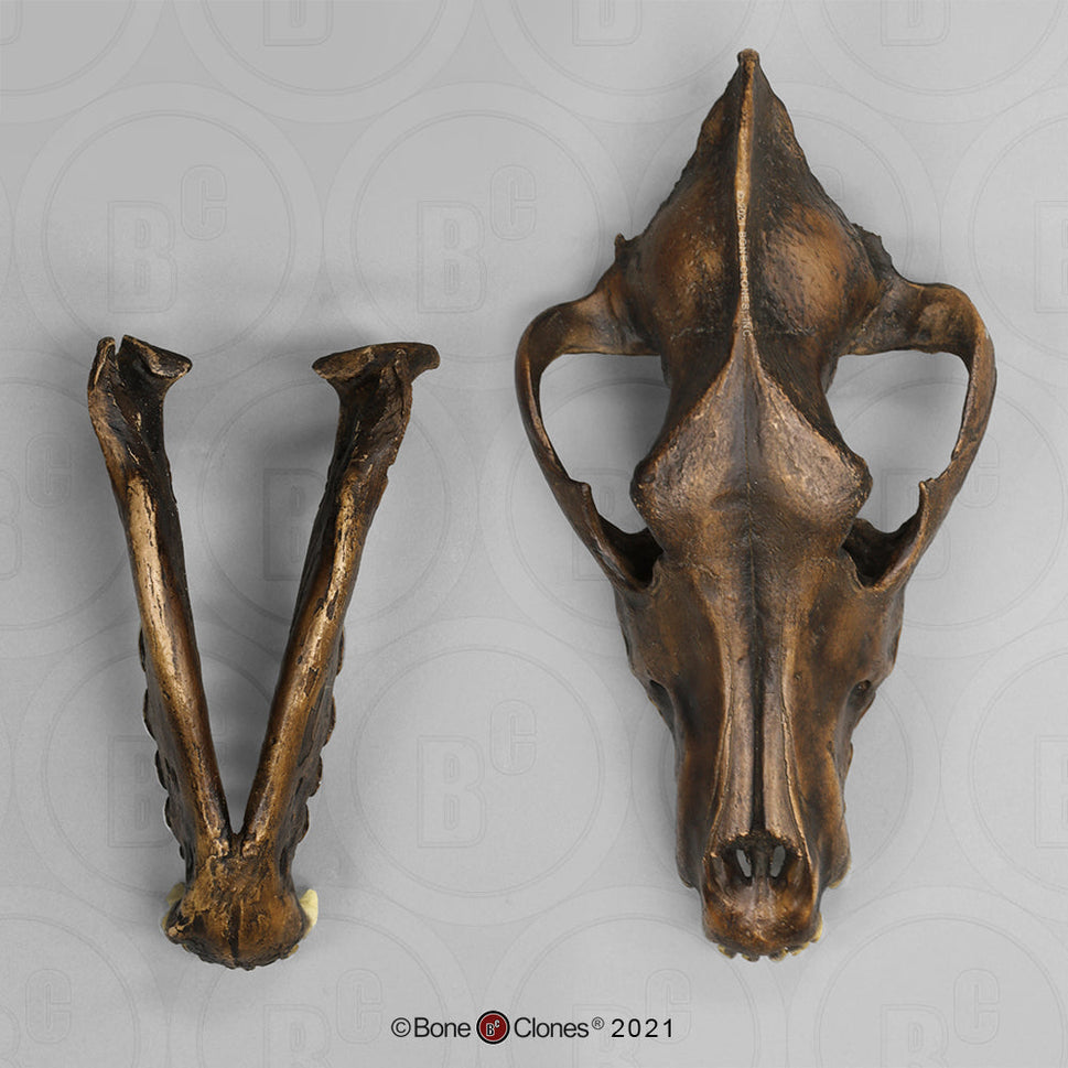Bone Clones Large Mammal Skulls