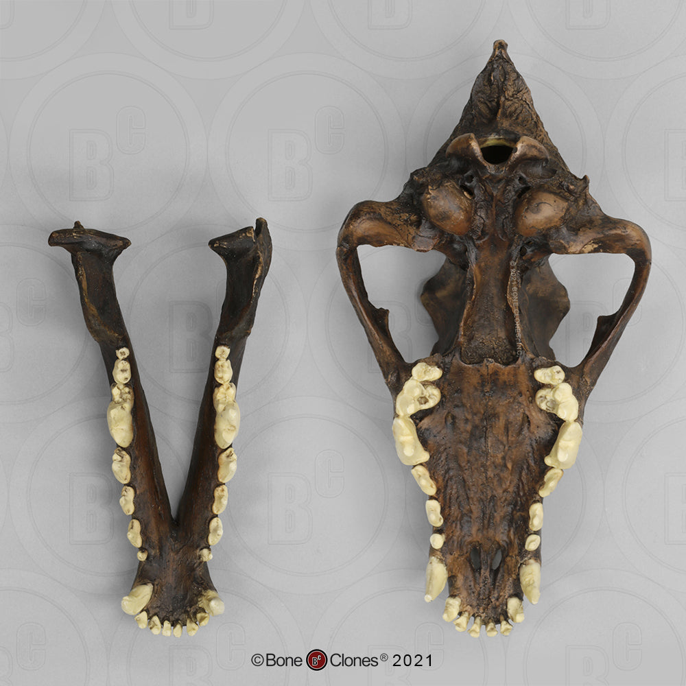 Bone Clones Large Mammal Skulls