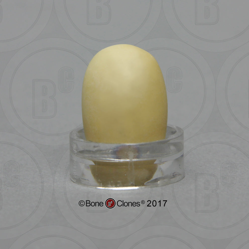 KO-442 Platypus Eggs
