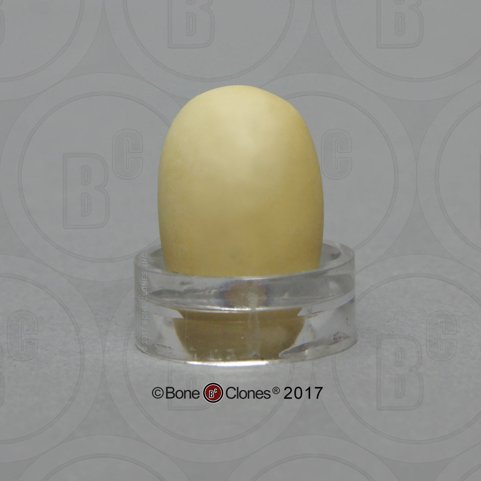 Bone Clones Bird and Platypus Eggs