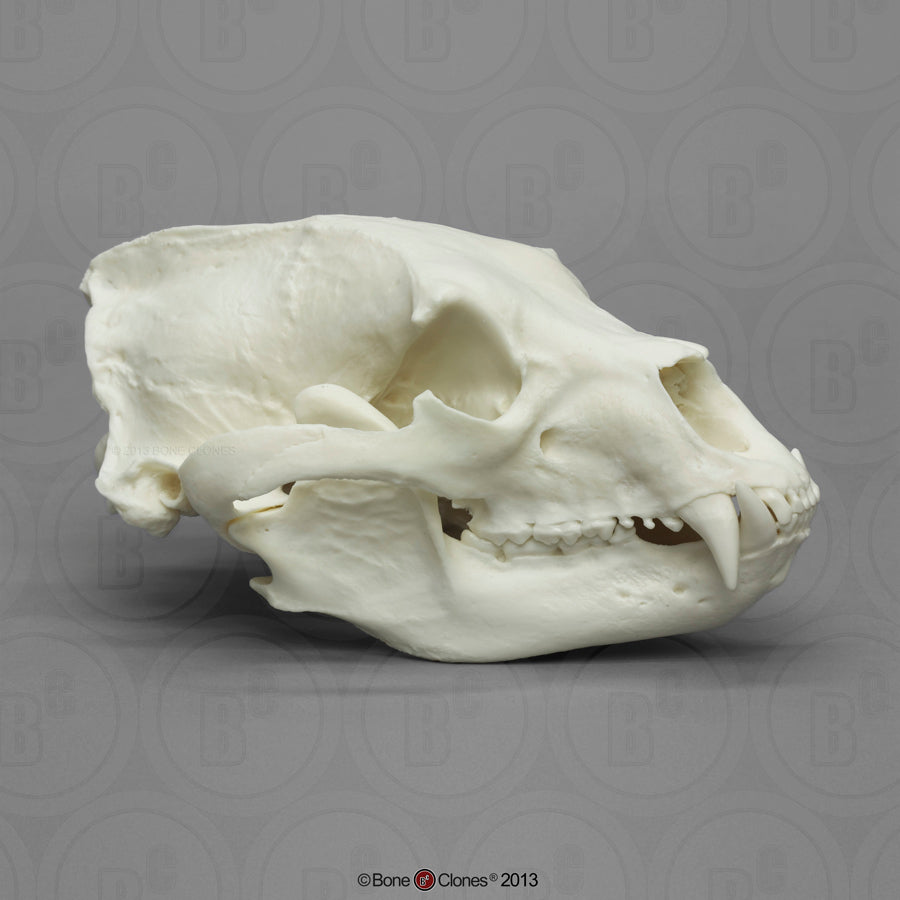 Bone Clones Large Mammal Skulls