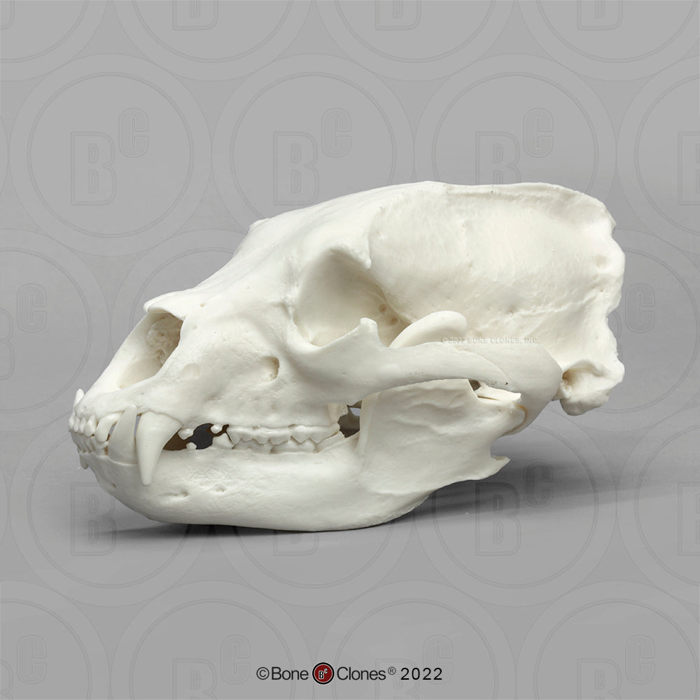 Bone Clones Large Mammal Skulls