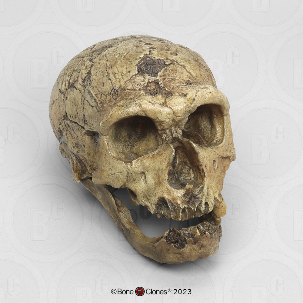 Bone Clones Homo Neanderthalensis Hominin Skulls