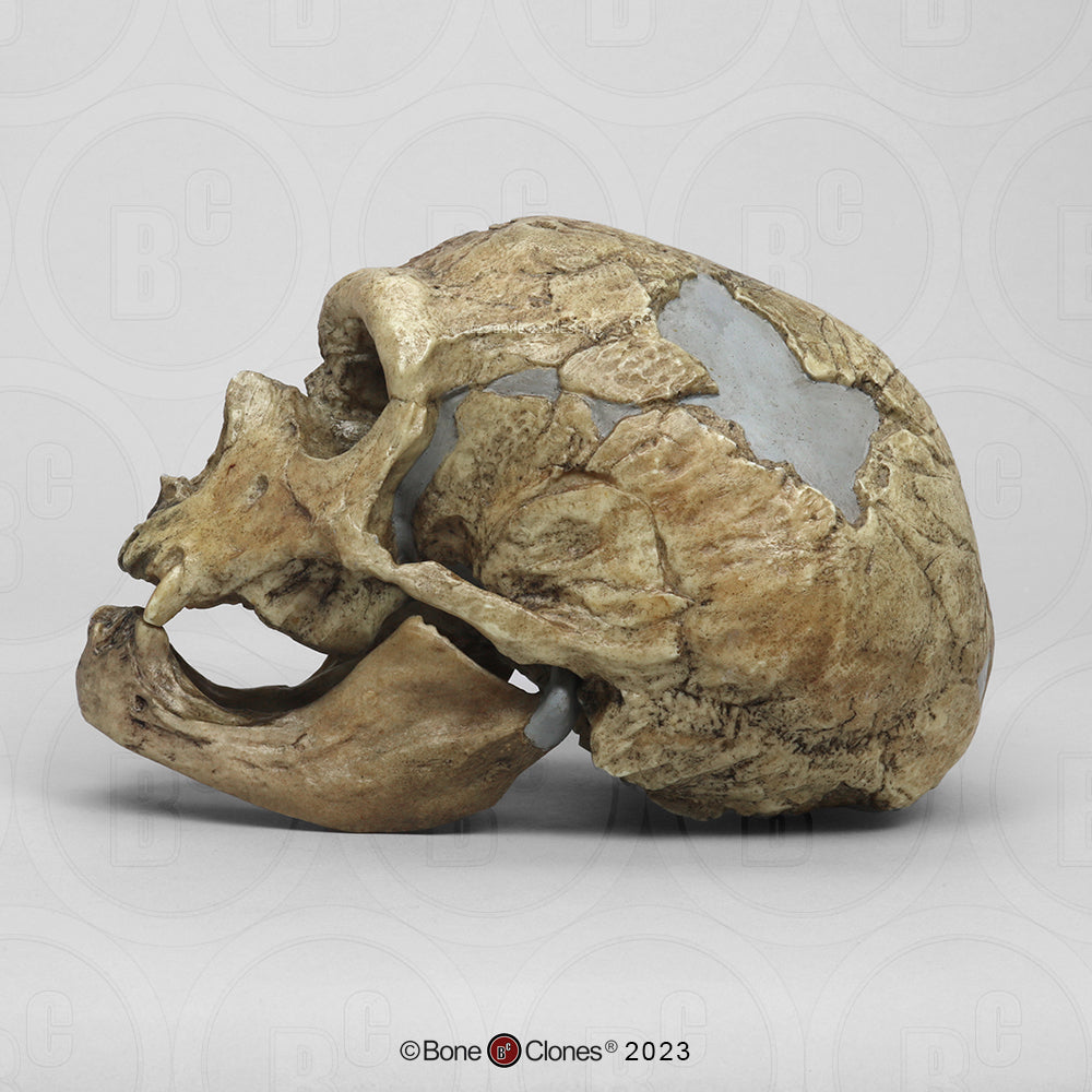 Homo neanderthalensis Skull La Chapelle-aux-Saints BH-009-2 left side