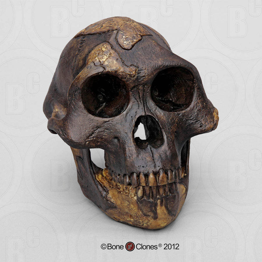 Bone Clones Australopithecus Hominin Skulls