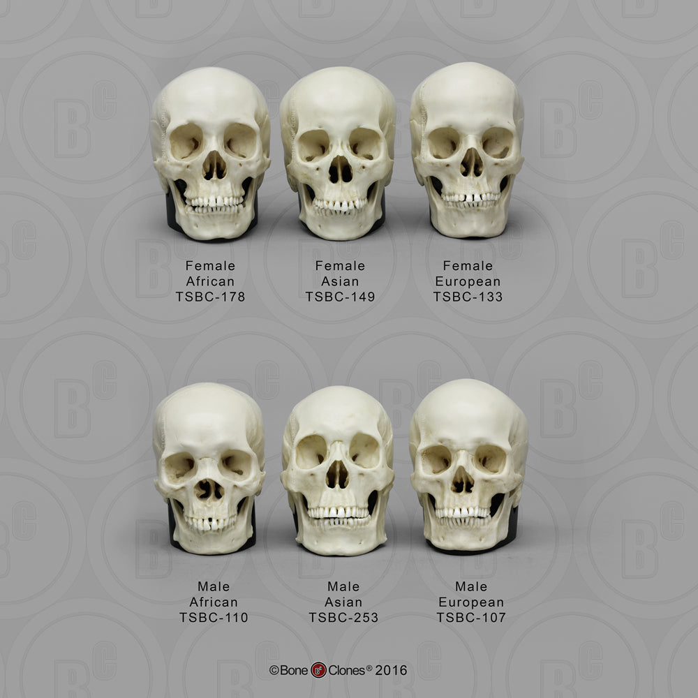 TSCOMP-120 Human Half Scale Set