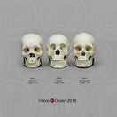 Switch Human Male Skulls - African, Asian, and European, Half Scale SetTSCOMP-121 SET 2 image
