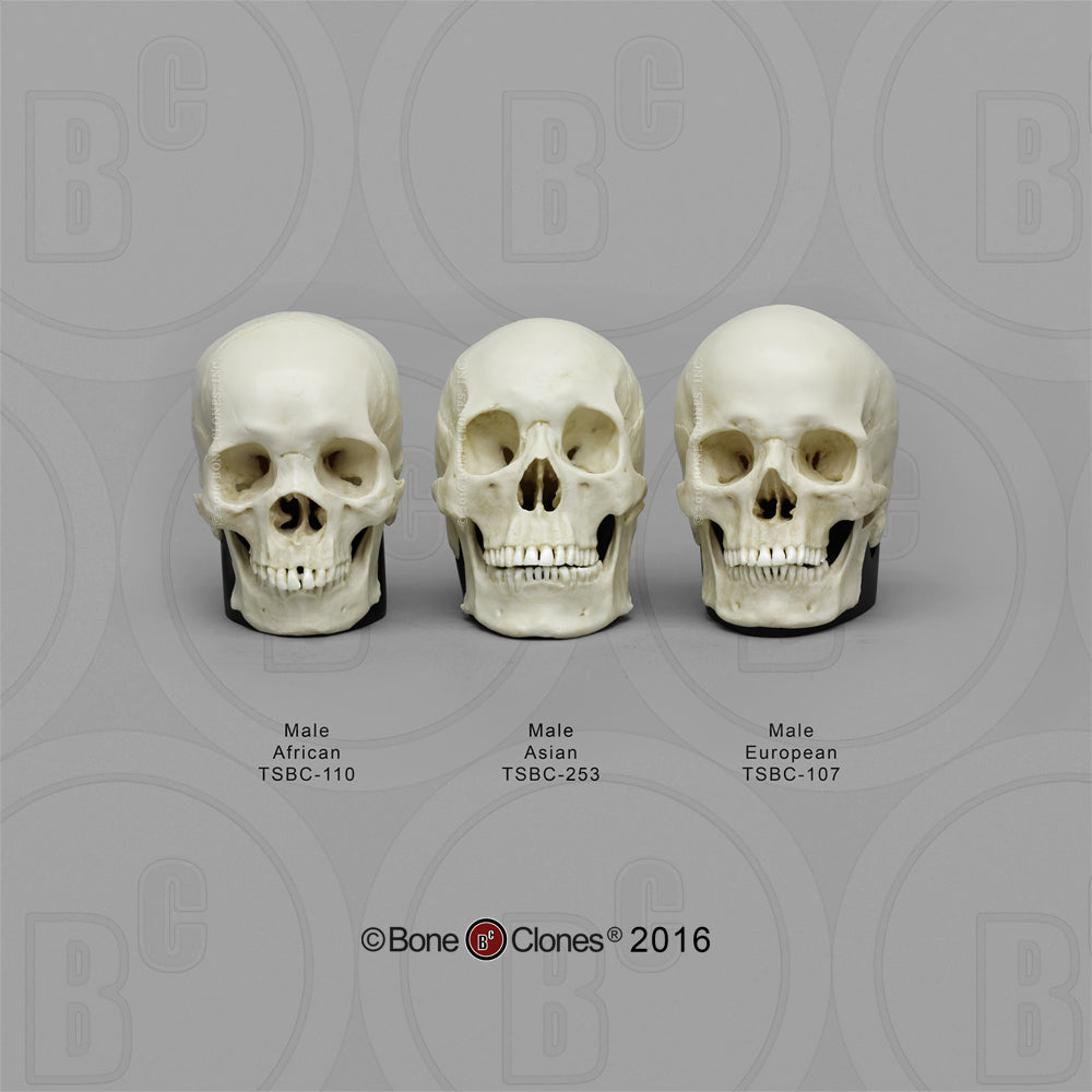 Human Male Skulls - African, Asian, and European, Half Scale SetTSCOMP-121 SET