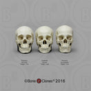 Switch Human Female Skulls - African, Asian, and European, Half Scale SetTSCOMP-122 SET 1 image