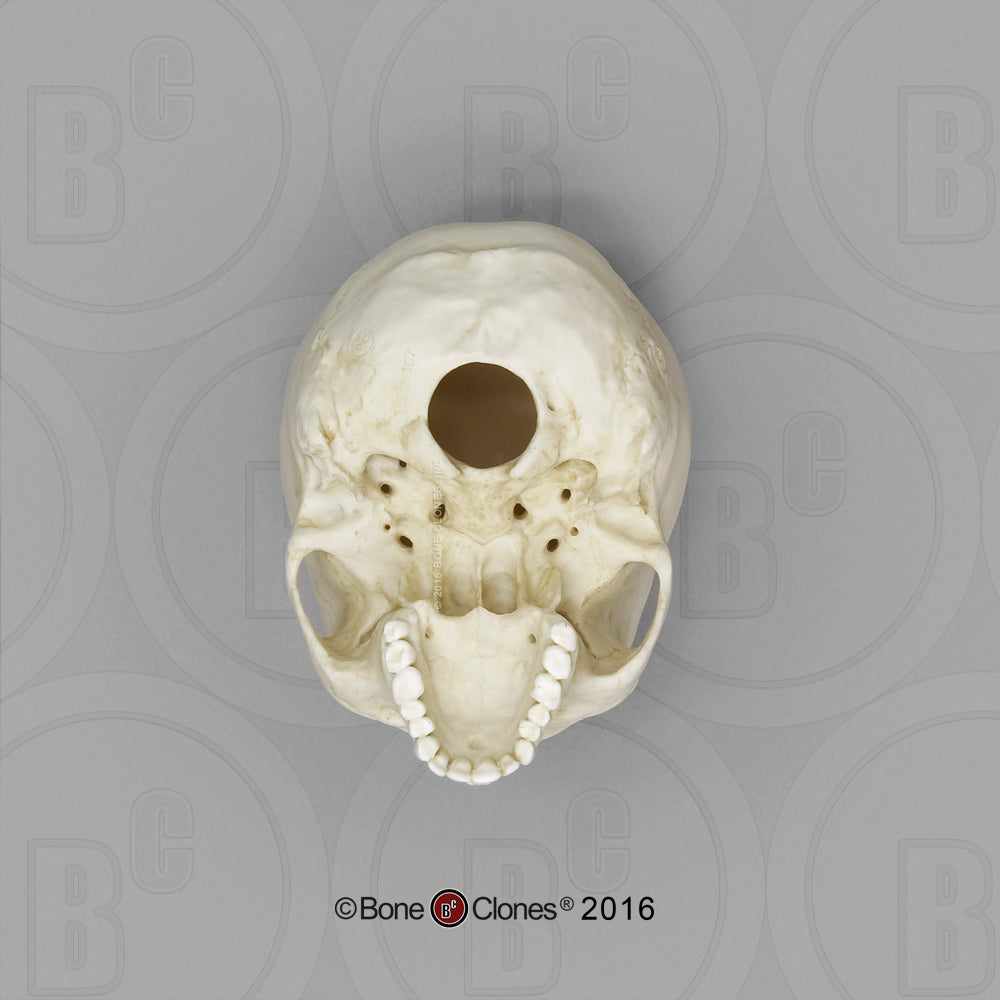Bone Clones Half-Scale Human Skull Models