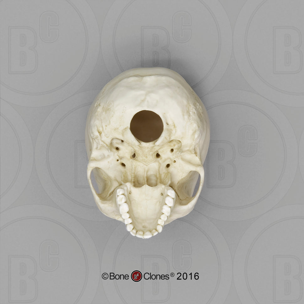 Bone Clones Half-Scale Human Skull Models