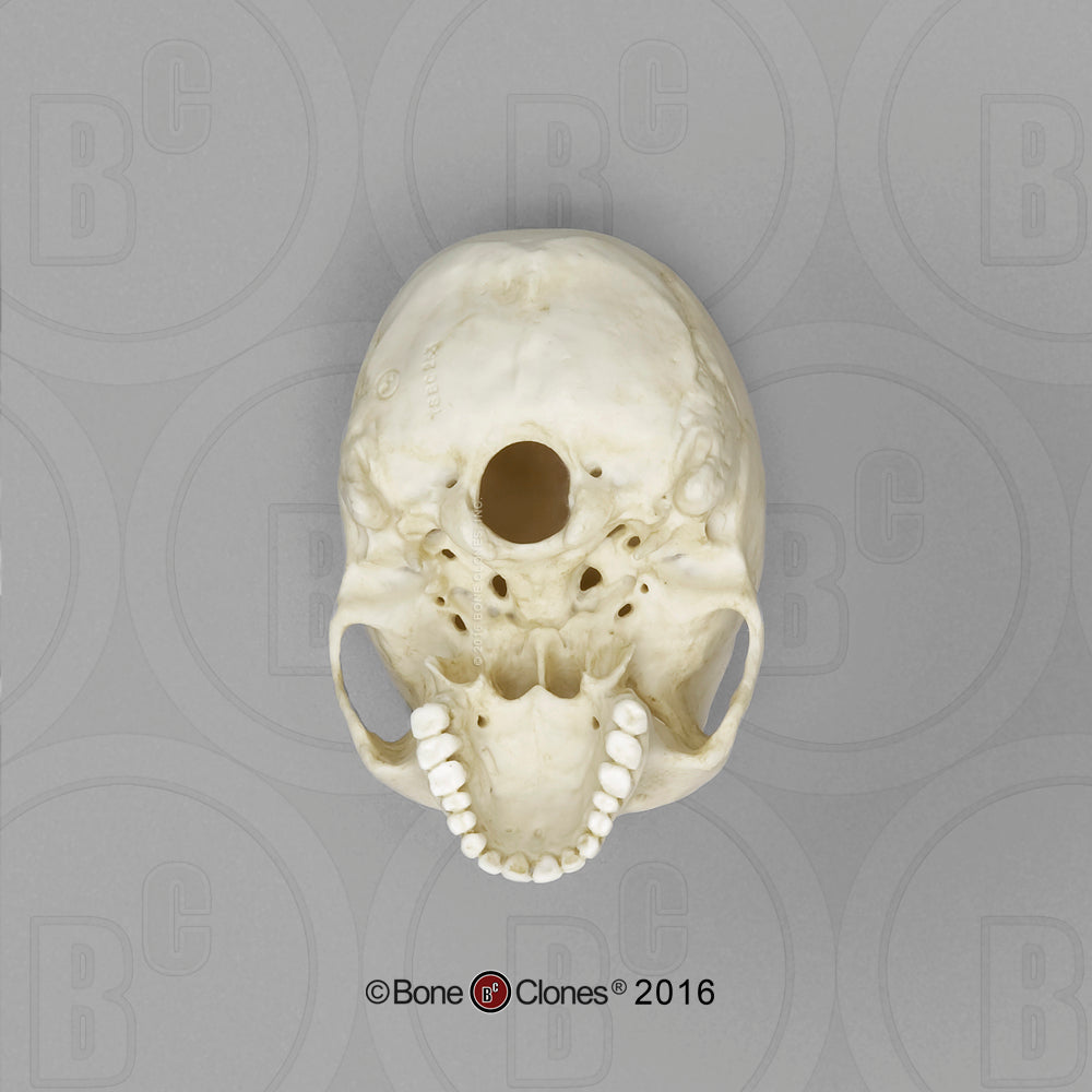 TSBC-253 Human Skull Male Asian 1:2 Scale