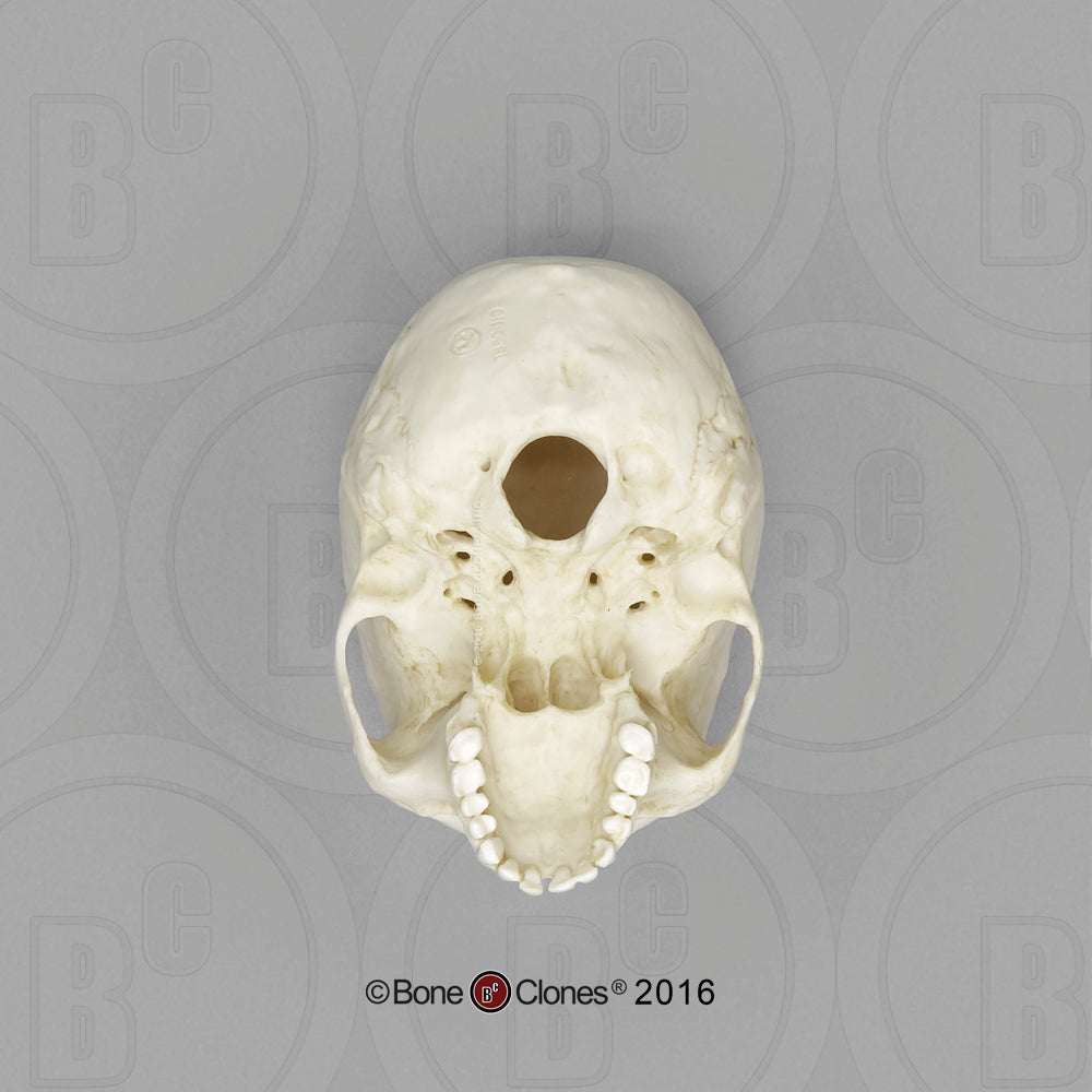 TSBC-110 Human Skull Male African 1:2 Scale