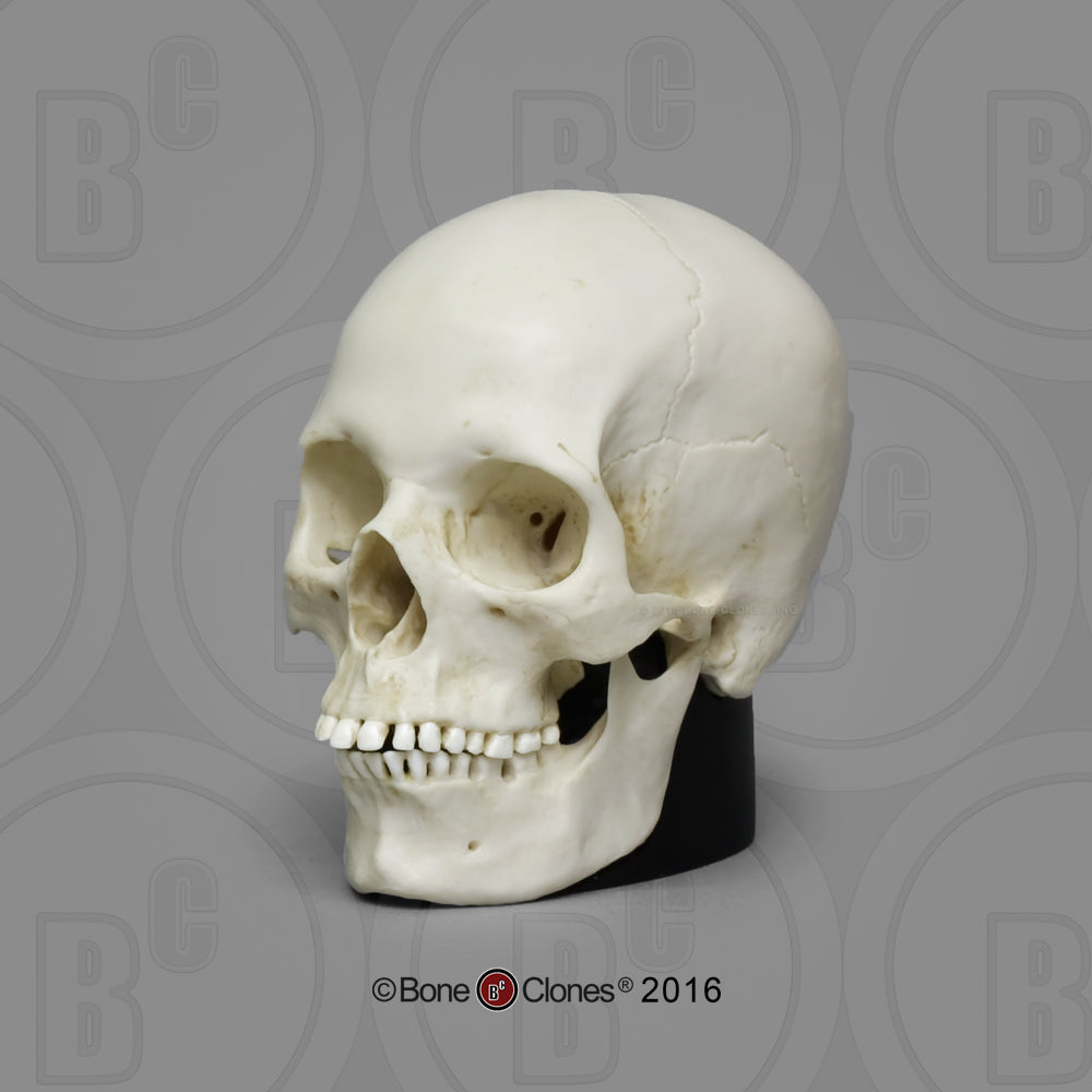 Bone Clones Half-Scale Human Skull Models