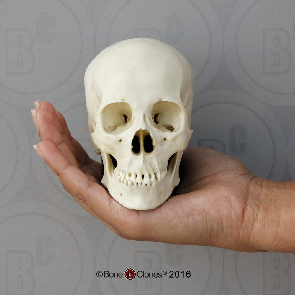 TSBC-149 Human Female Asian Skull 1:2 Scale