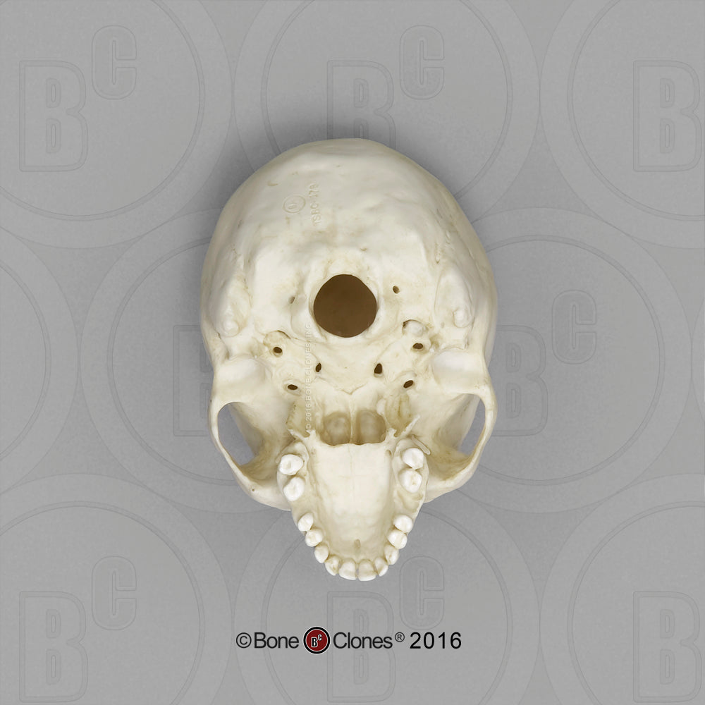 TSBC-178 Human Female African American Skull 1:2 Scale