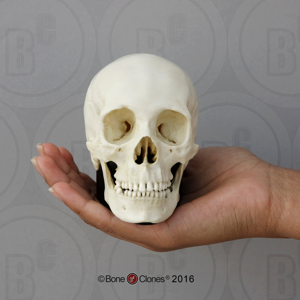 Bone Clones Half-Scale Human Skull Models