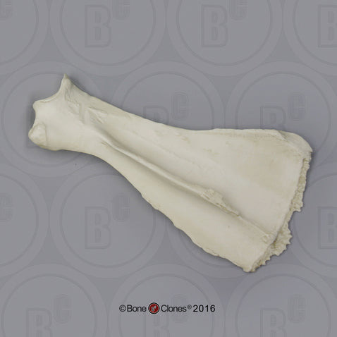 SC-125-02 Bone Clones Equine Scapula Model