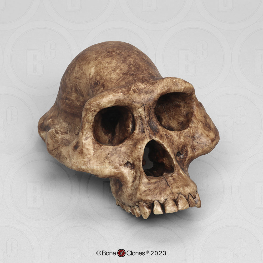 Bone Clones Australopithecus Hominin Skulls