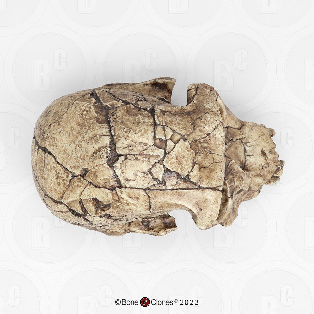 Bone Clones Homo Habilis  Hominin Skulls