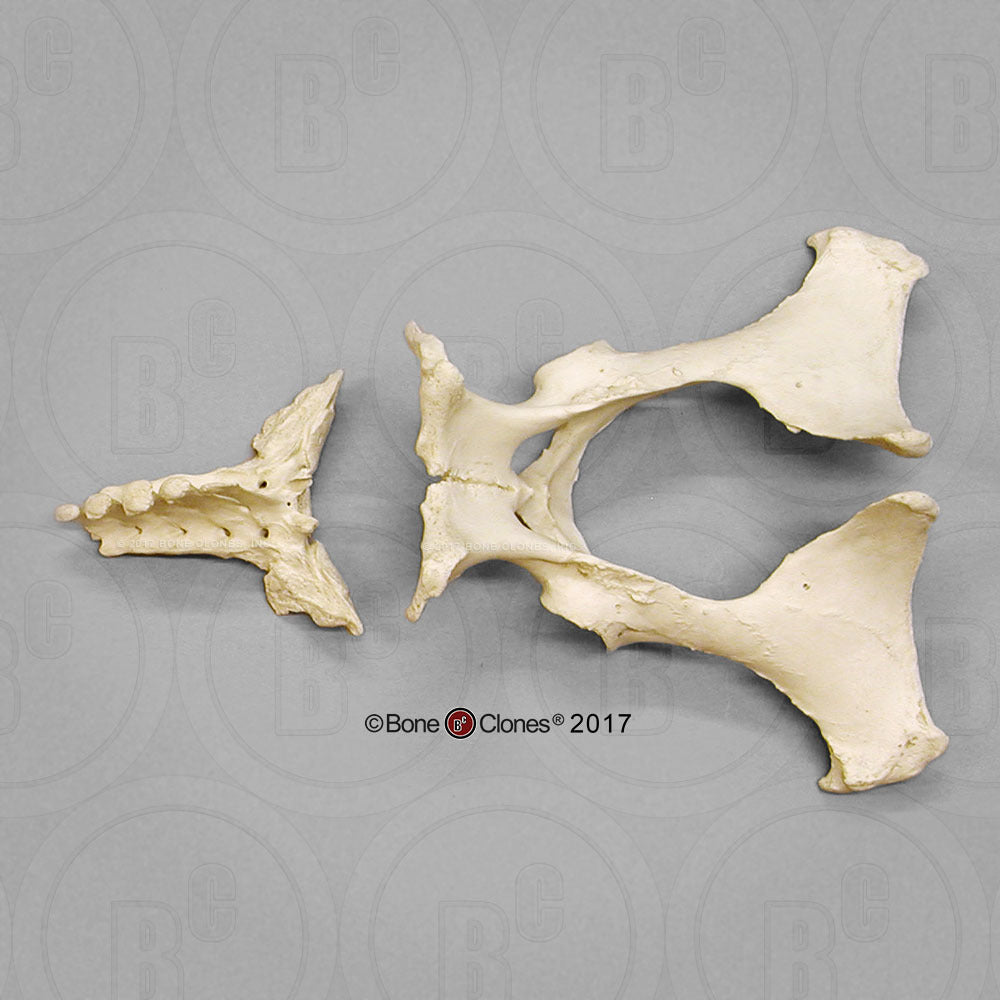Bone Clones Equine Pelvis Assembly SC-125-PA