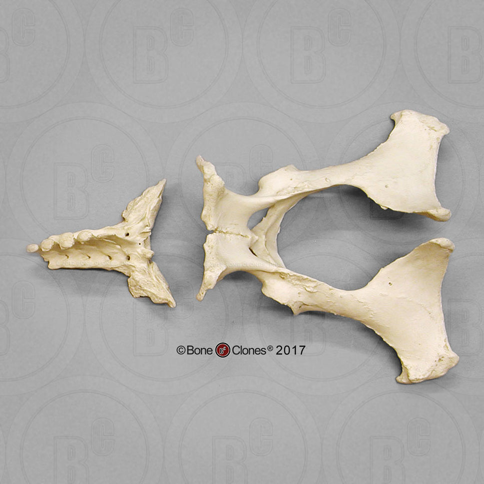 Bone Clones Equine Pelvis Assembly