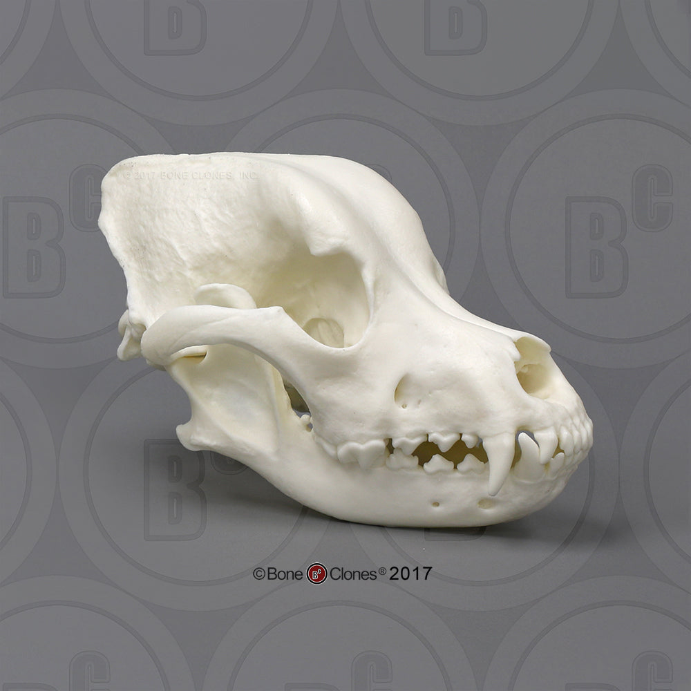 Domestic Dog Comparison Economy Skull Set Rottweiler