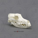 Switch Domestic Dog Comparison Economy Skull Set Saluki 2 image