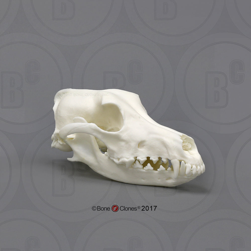 Domestic Dog Comparison Economy Skull Set