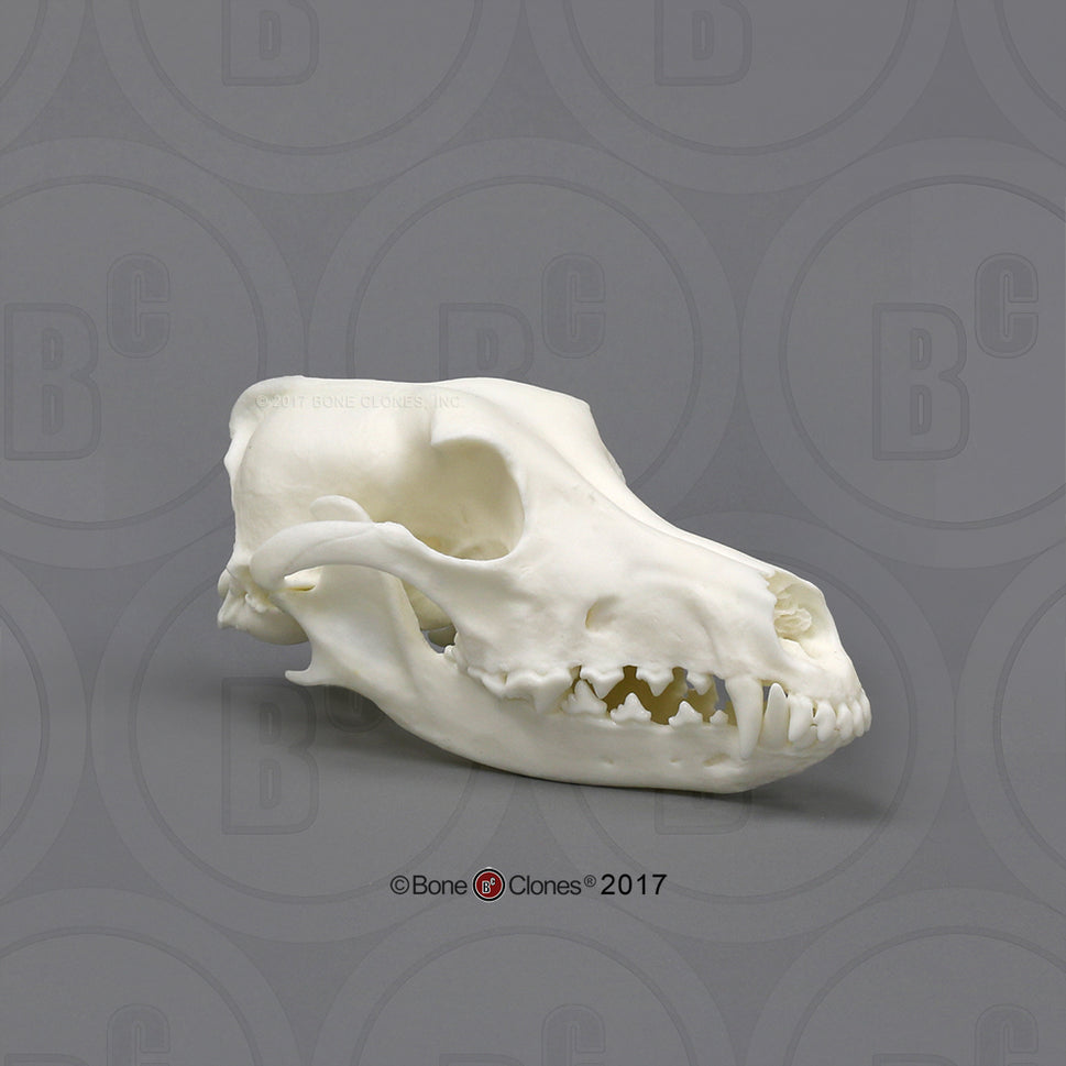 Domestic Dog Comparison Economy Skull Set