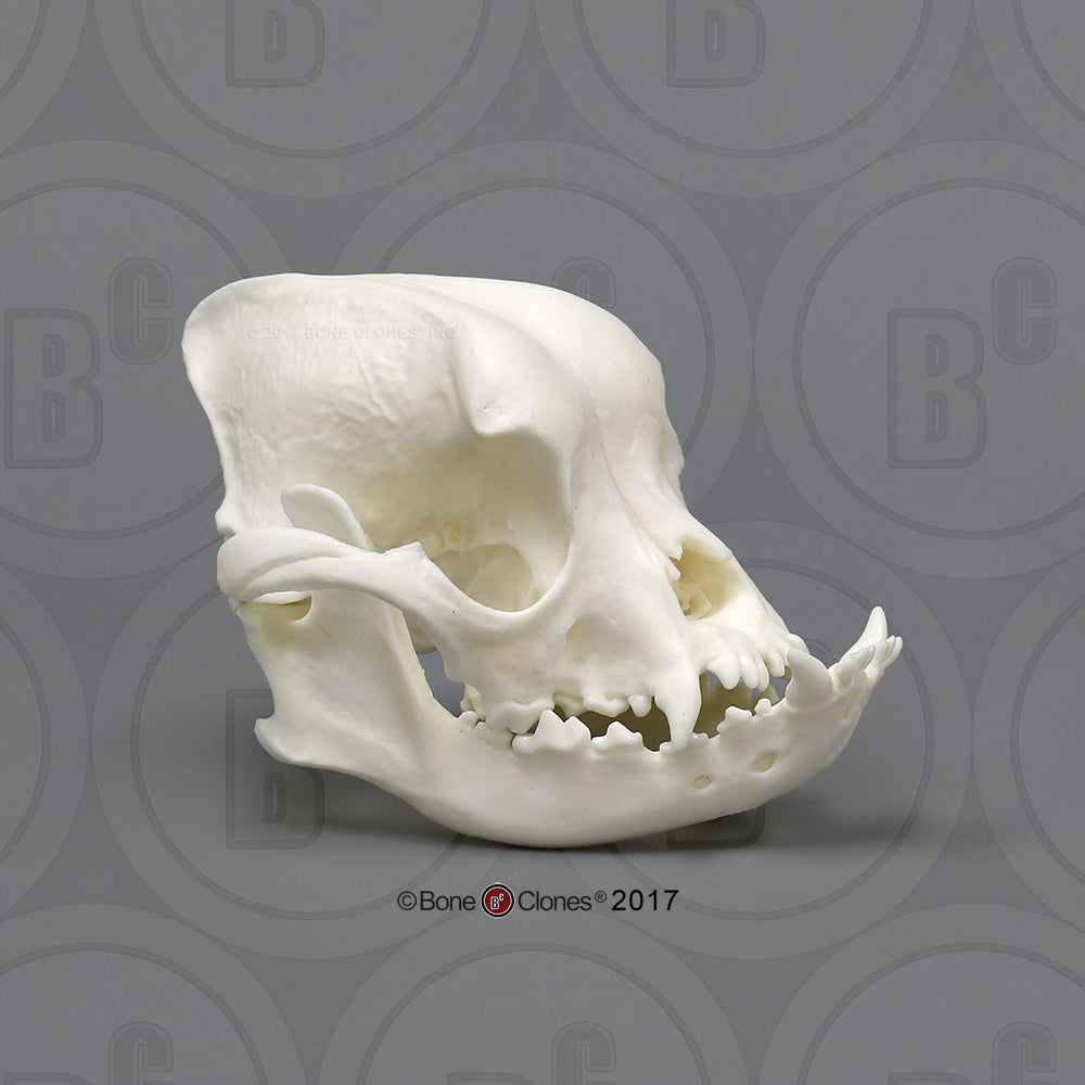 Domestic Dog Comparison Economy Skull Set Bulldog