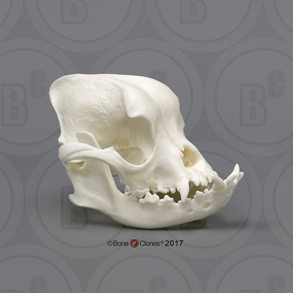 Domestic Dog Comparison Economy Skull Set
