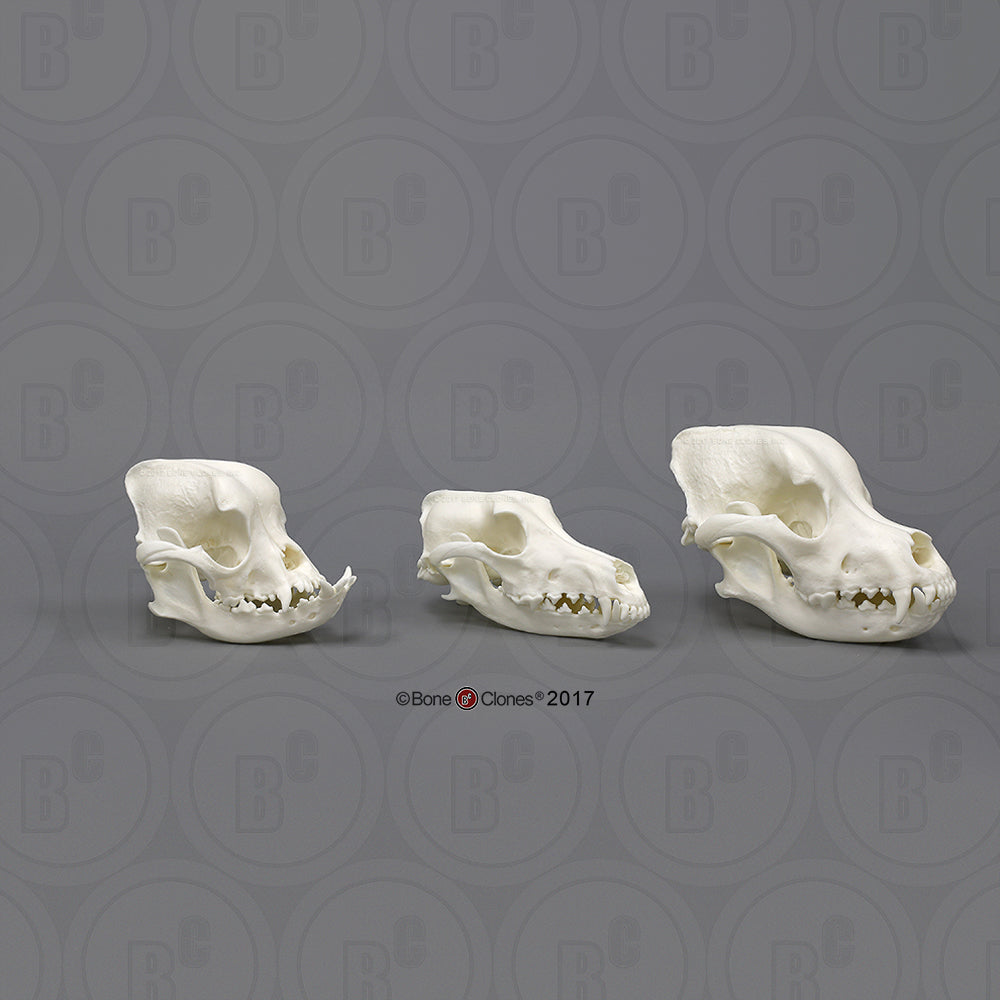 Domestic Dog Comparison Economy Skull Set right side