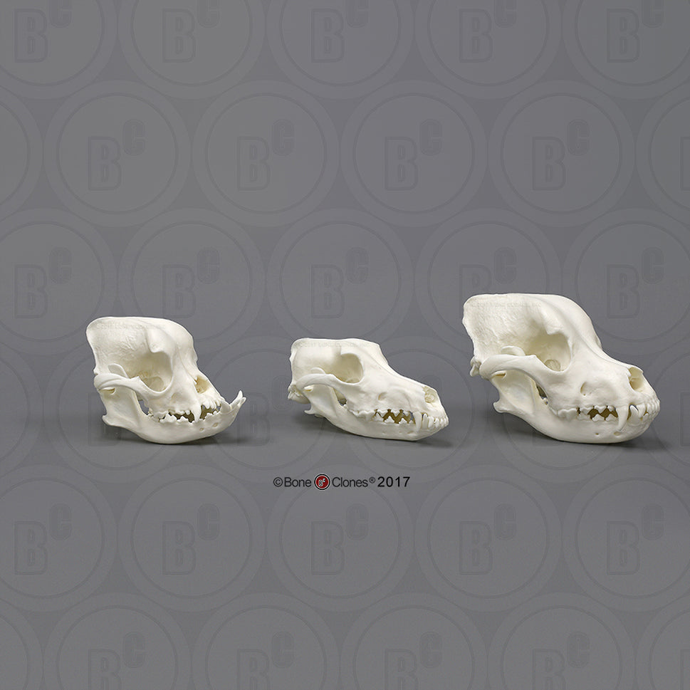 Domestic Dog Comparison Economy Skull Set