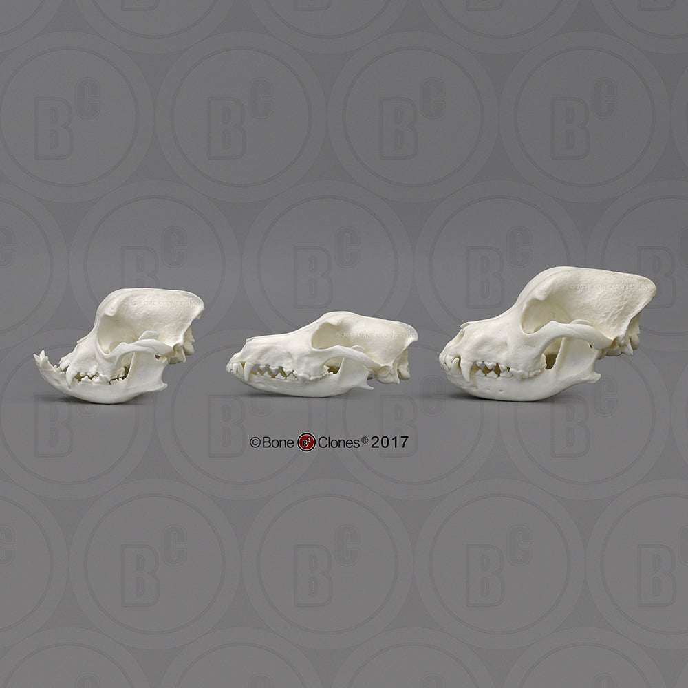 Domestic Dog Comparison Economy Skull Set left side