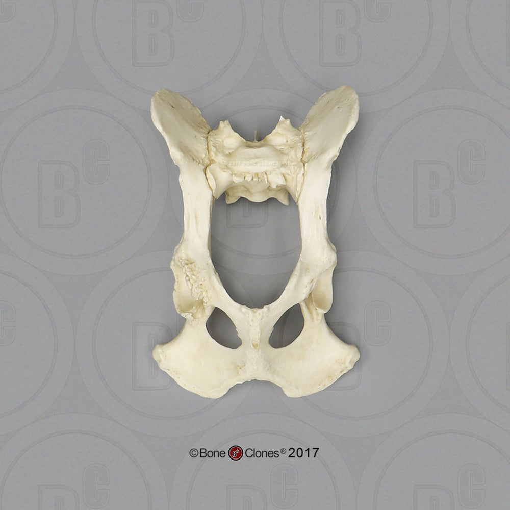 SC-344-PA Bone Clones Large Canine Pelvis, Articulated