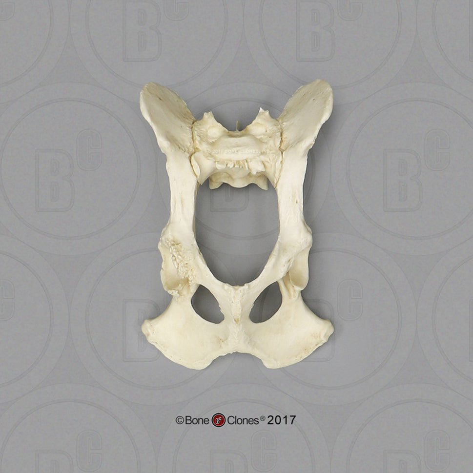 Bone Clones Large Canine Pelvis, Articulated